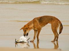 animals2014 002  landscapes : iPhoto Original