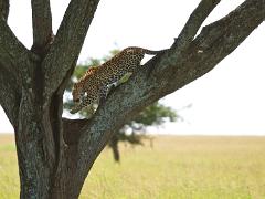 animals2014 006 : iPhoto Original, tanzania, Travel