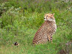 animals2014 011 : Tanzania