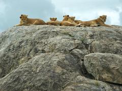 animals2014 012 : iPhoto Original, tanzania, Travel