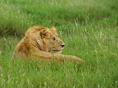 animals2014 014 : iPhoto Original, tanzania, Travel