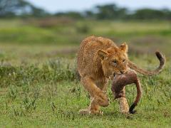 animals2014 015 : Tanzania
