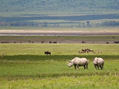 animals2014 021 : iPhoto Original, tanzania, Travel