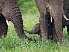 animals2014 027 : iPhoto Original, tanzania, Travel