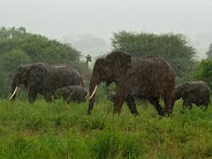 animals2014 032 : Tanzania