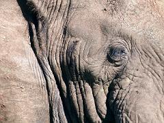 animals2014 034 : iPhoto Original, tanzania, Travel