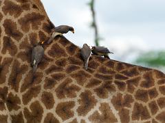 animals2014 035 : iPhoto Original, tanzania, Travel