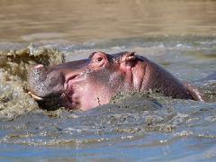 animals2014 038 : iPhoto Original, tanzania, Travel