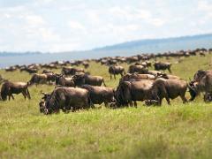 animals2014 039 : iPhoto Original, tanzania, Travel