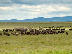 animals2014 040  A : Tanzania