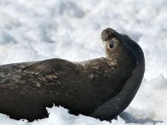 animals2014 048 : Antarctica