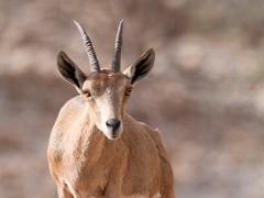 animals2014 051  landscapes : iPhoto Original