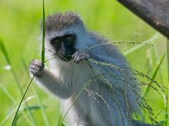 animals2014 057 : iPhoto Original, tanzania, Travel