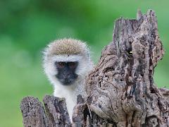 animals2014 058 : Tanzania