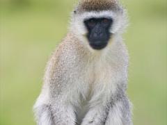 animals2014 059 : iPhoto Original, tanzania, Travel