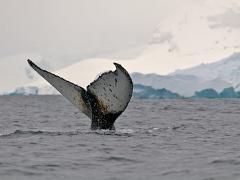 animals2014 068 : Antarctica