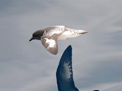 acs 004 : Antarctica