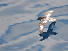 acs 005 : Antarctica