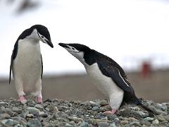 acs 009 : Antarctica