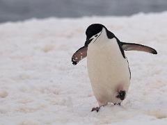 acs 012 : Antarctica