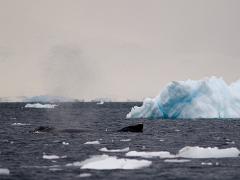 acs 028 : Antarctica