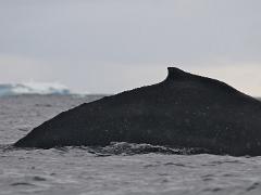 acs 030 : Antarctica