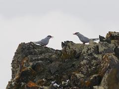 acs 032 : Antarctica