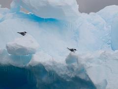 acs 033 : Antarctica