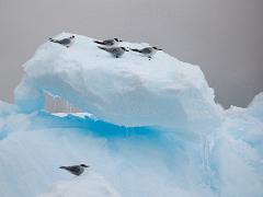 acs 034 : Antarctica