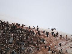 acs 035 : Antarctica