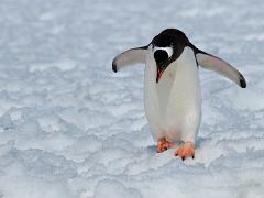 acs 037 : Antarctica