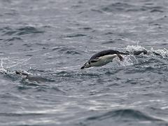 acs 040 : Antarctica