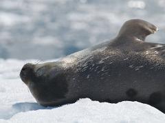 acs 053 : Antarctica