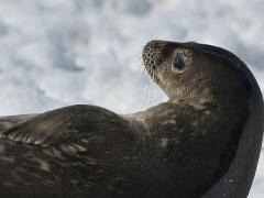 acs 054 : Antarctica