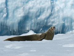 acs 055 : Antarctica