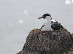 acs 056 : Antarctica