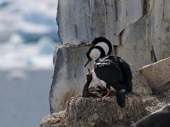 acs 057 : Antarctica