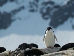 acs 059 : Antarctica