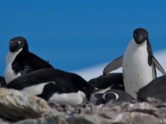 acs 060 : Antarctica