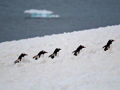 acs 080 : Antarctica