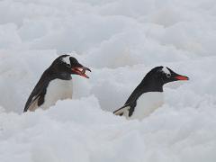 acs 081 : Antarctica