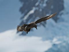 acs 084 : Antarctica