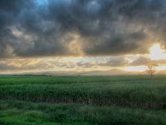 sugar cane fields.jpg
