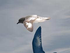 birds2014 002 : Antarctica