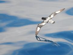 birds2014 003 : Antarctica