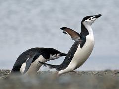 birds2014 005 : Antarctica
