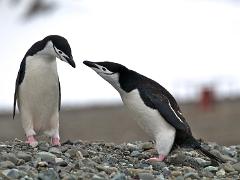 birds2014 006 : Antarctica