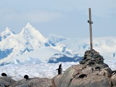 birds2014 008 : Antarctica