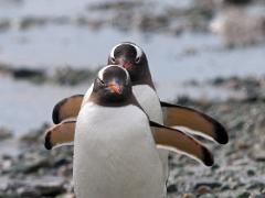 birds2014 009 : Antarctica