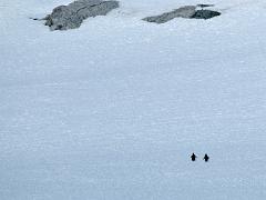 birds2014 010 : Antarctica